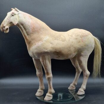 Chine - Magnifique et grand Cheval blanc - Dynastie Tang - TL