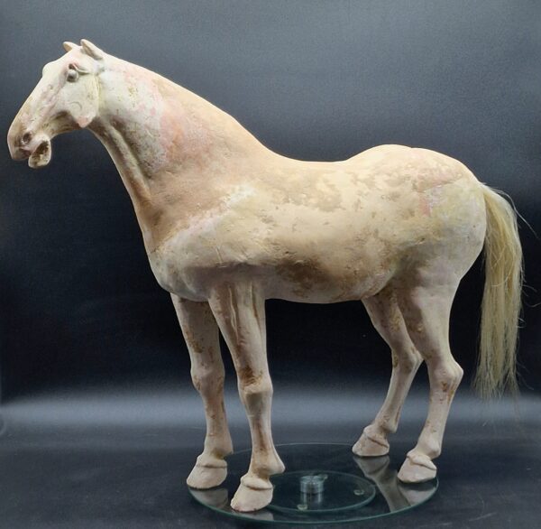 Chine - Magnifique et grand Cheval blanc - Dynastie Tang - TL