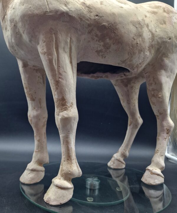 Chine - Magnifique et grand Cheval blanc - Dynastie Tang - TL – Image 11