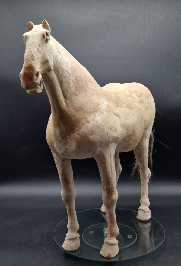 Chine - Magnifique et grand Cheval blanc - Dynastie Tang - TL – Image 3