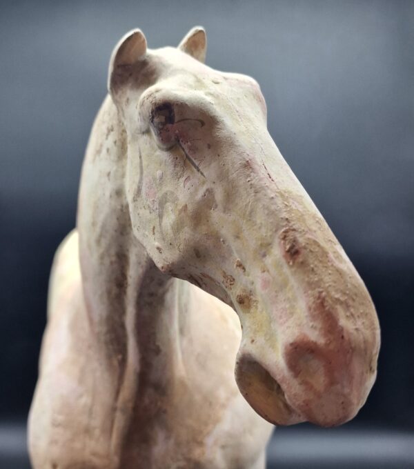 Chine - Magnifique et grand Cheval blanc - Dynastie Tang - TL – Image 8
