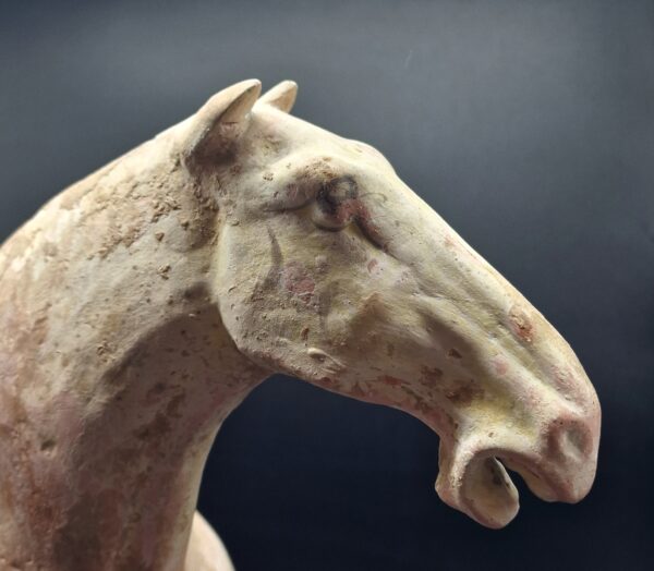 Chine - Magnifique et grand Cheval blanc - Dynastie Tang - TL – Image 6
