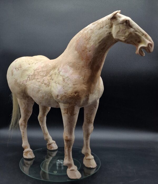 Chine - Magnifique et grand Cheval blanc - Dynastie Tang - TL – Image 2