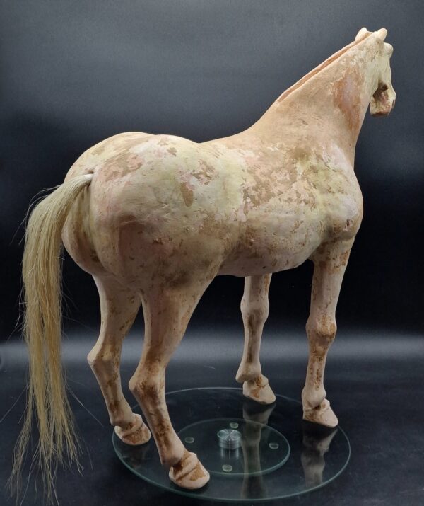 Chine - Magnifique et grand Cheval blanc - Dynastie Tang - TL – Image 5